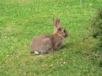 Lapin réel