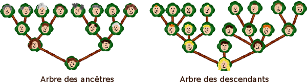 Arbres des ancêtres et des descendants
