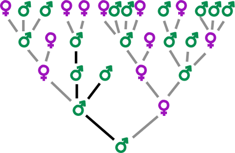 Généalogie typique de Galton-Watson