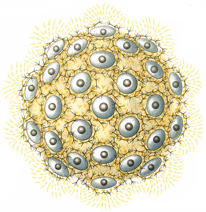 This creature is composed of multiple parts - so it isn't atomic.