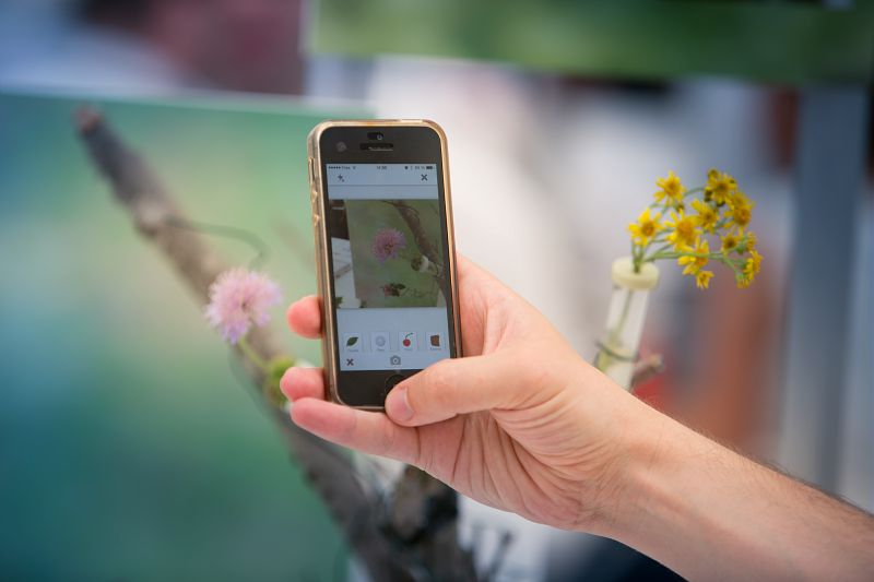L’idée du projet Pl@ntNet est d'identifier collectivement en réseau les plantes qu’on rencontre sur le terrain et partager ses observations au sein d’un vaste réseau humain. C’est une initiative de science participative. © Inria / Photo G. Coh