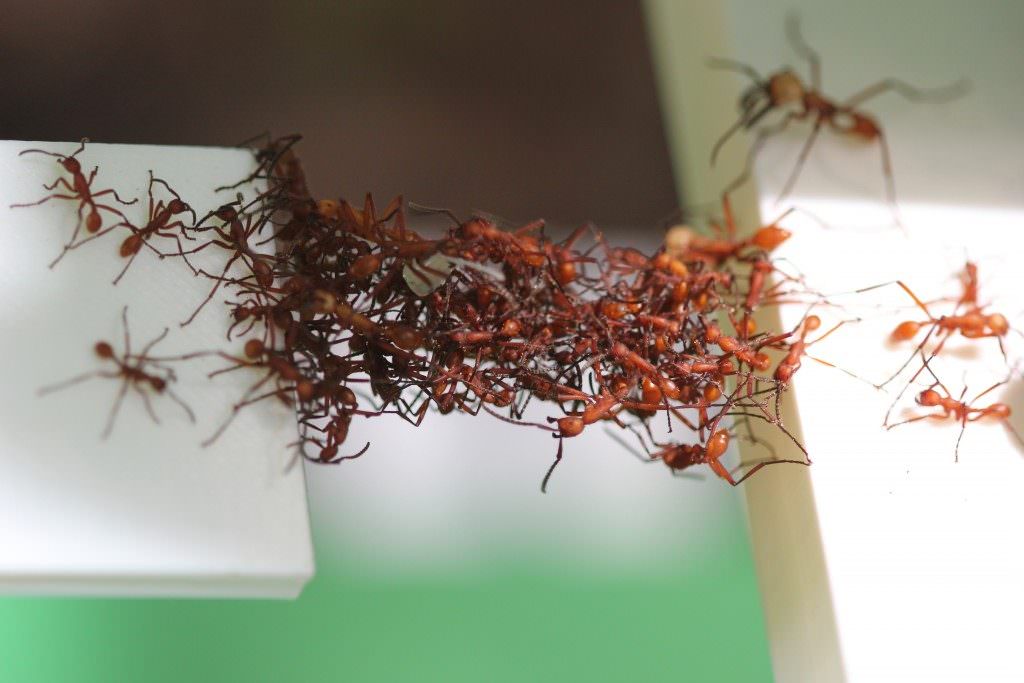 L'intelligence collective d'une colonie de fourmis