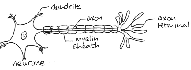 Un neurone (pas artificiel).