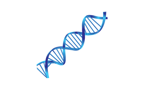 The Helical Shape of DNA