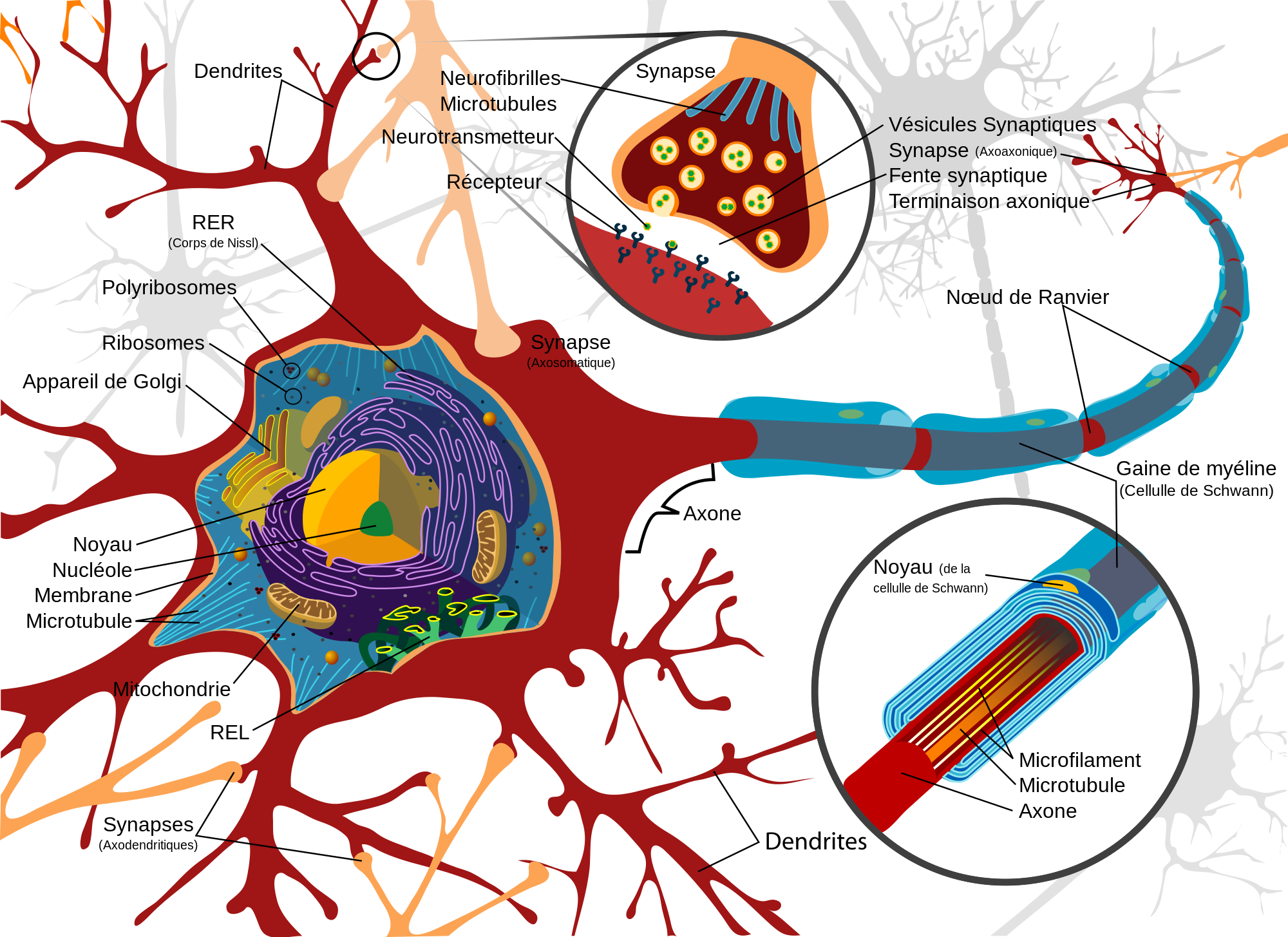 Source: https://commons.wikimedia.org/wiki/File:Complete_neuron_cell_diagram_fr.svg   This work has been released into the public domain by its author, LadyofHats. This applies worldwide. In some countries this may not be legally possible; if so: LadyofHa