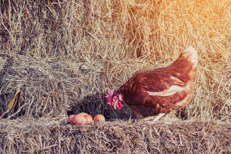 Chicken Laying Eggs