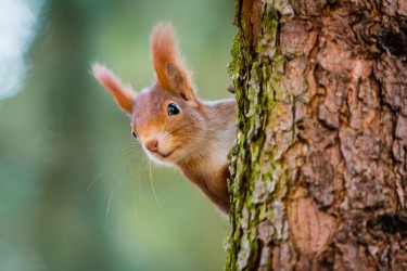 A squirrel climbing a tree trunk.