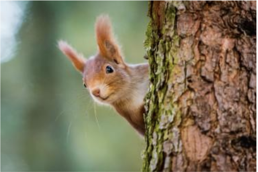 Un petit écureuil passe sa tête derrière un arbre.
