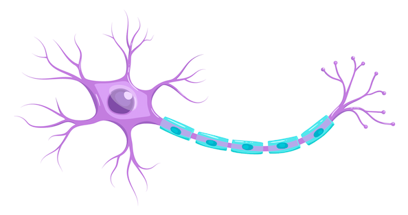 Représentation d'un neurone : inspiration