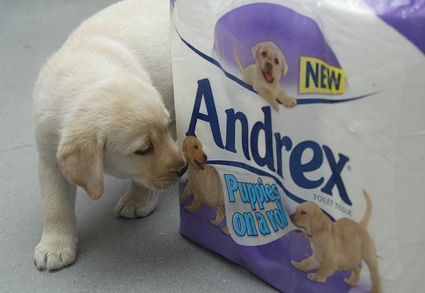 The Andrex puppy: 48 years and counting...