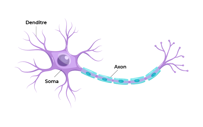 Image of an axon point to the soma, a dendrite, and the axon.