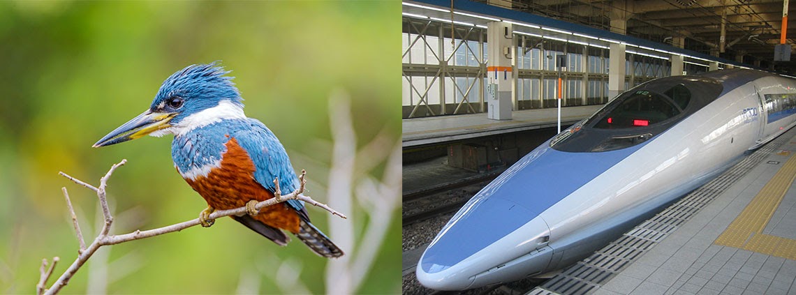 A kingfisher alongside a bullet train; the long, narrow nose of the train resembles the shape of the bird's beak.