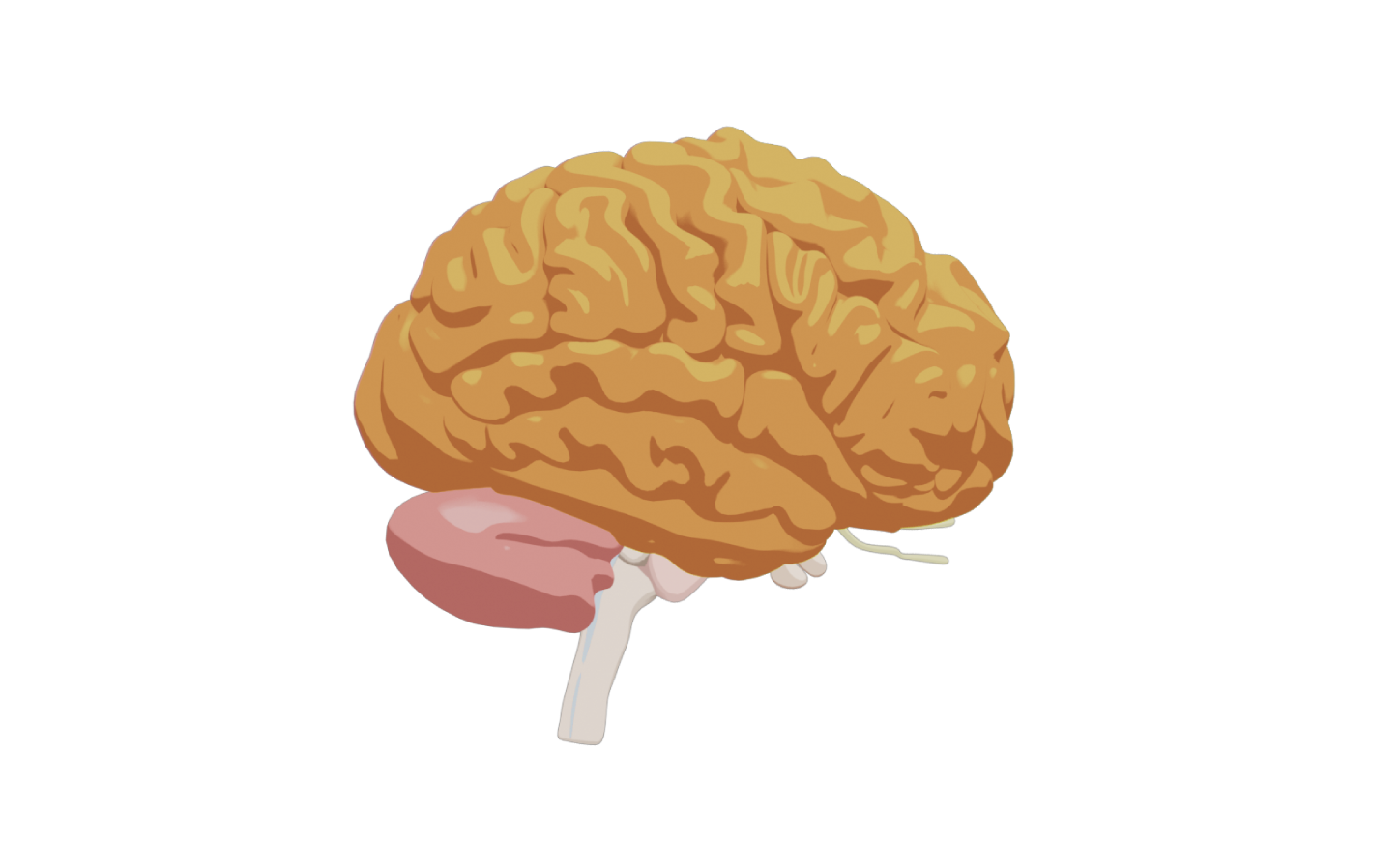 Illustration 3D du cerveau avec coloré le cortex