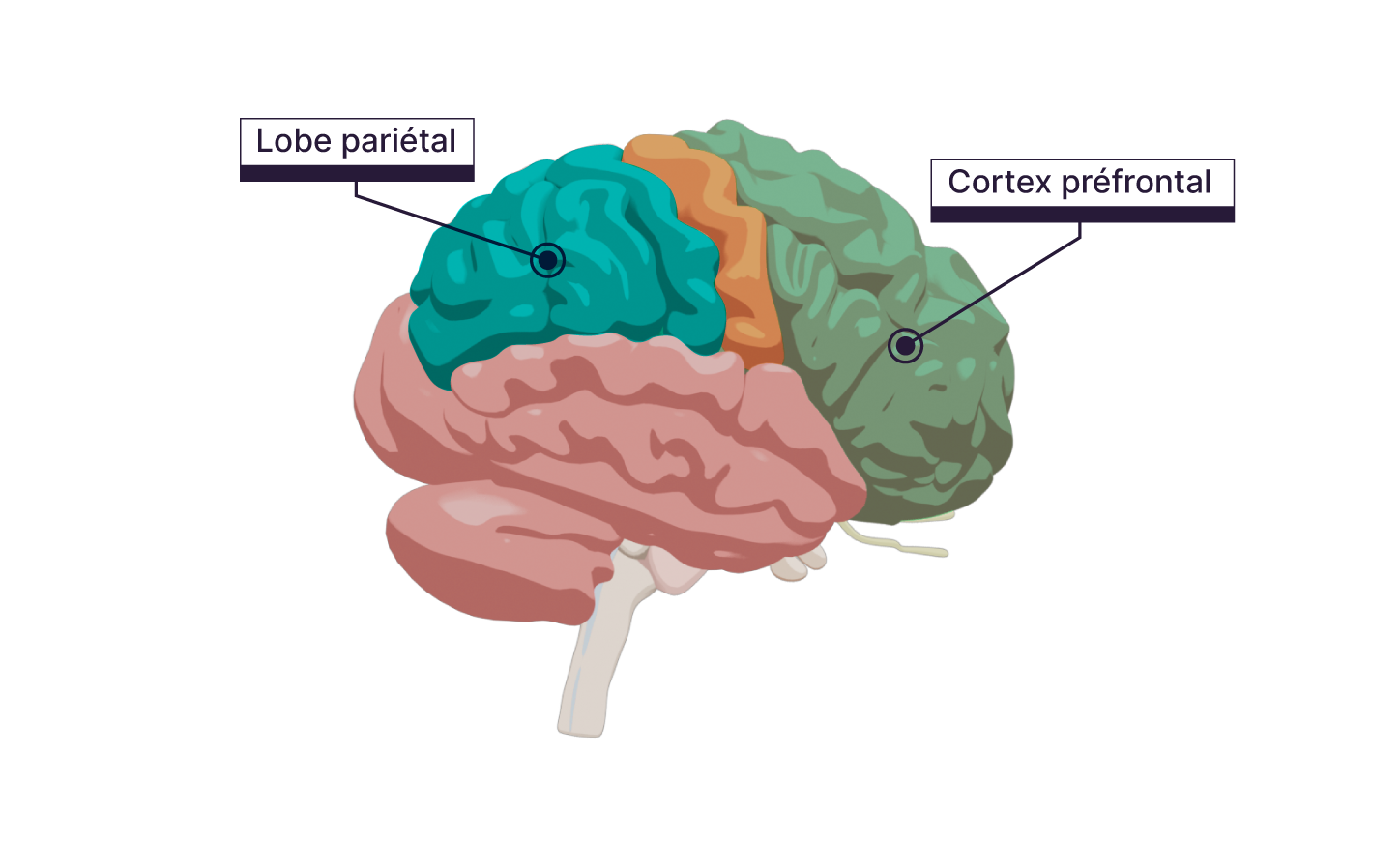 Illustration 3D du cerveau avec coloré le cortex préfrontal, à l'avant. Et le lobe pariétal, à l'arrière
