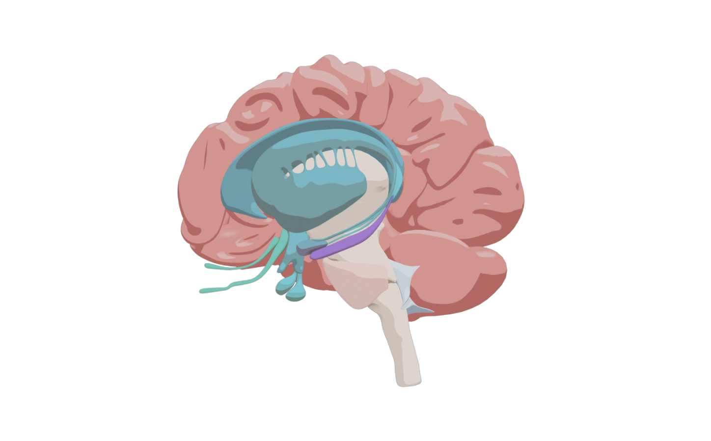 Illustration 3D du cerveau avec coloré le système limbique