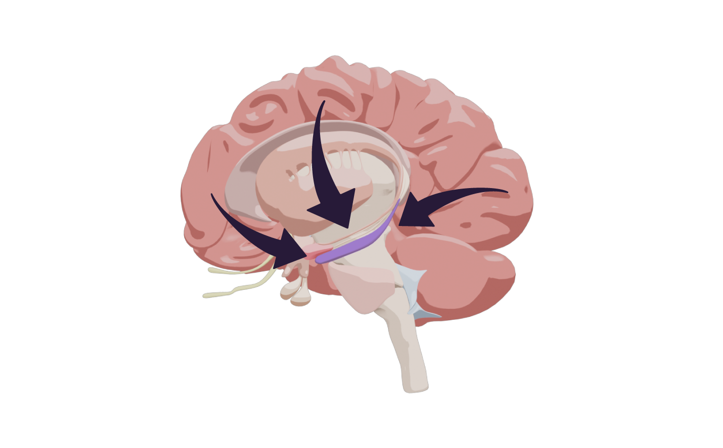 Illustration 3D du cerveau avec coloré l'hippocampe. Et 3 flèches venant du cortex, et allant vers l'hippocampe qui reçoit l'information.