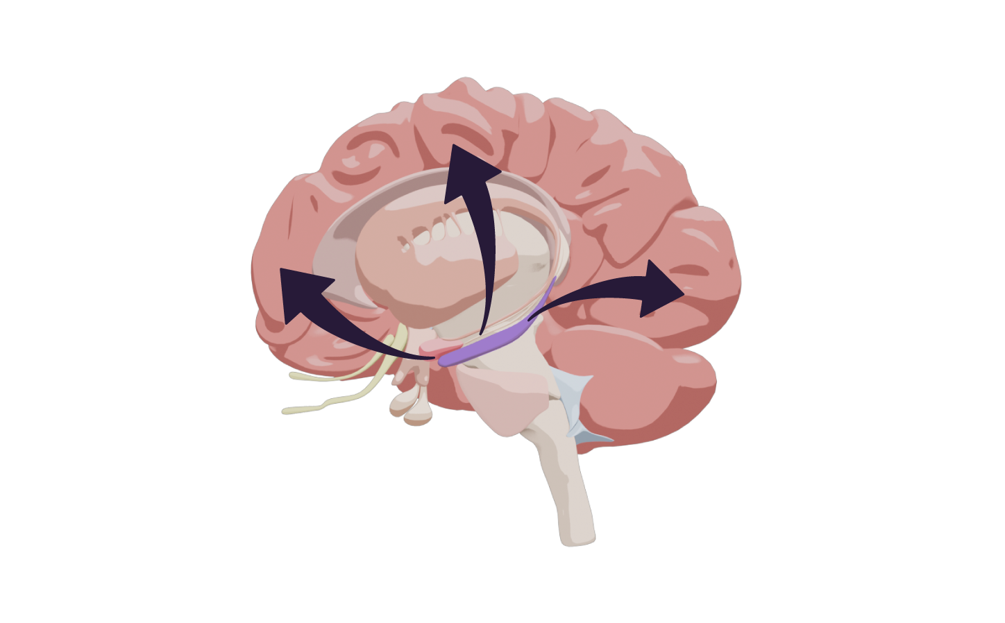 Illustration 3D du cerveau avec coloré l'hippocampe. Et 3 flèches venant de l'hippocampe, et allant vers le cortex.