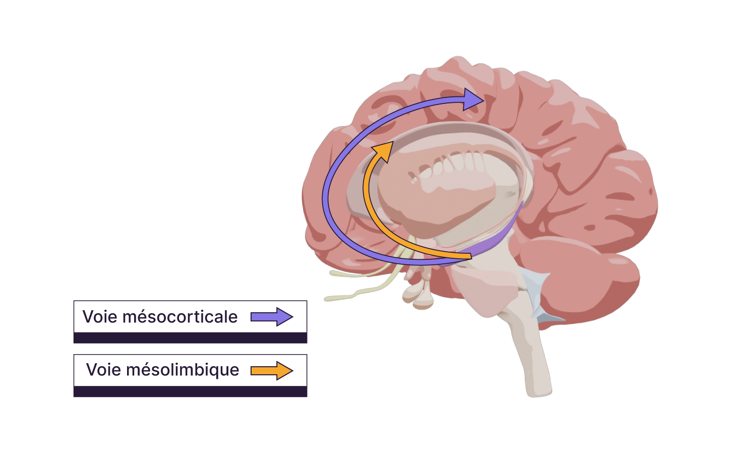 Graphique d'une coupe de cerveau représentant les voies mésocorticale et mésolimbique.