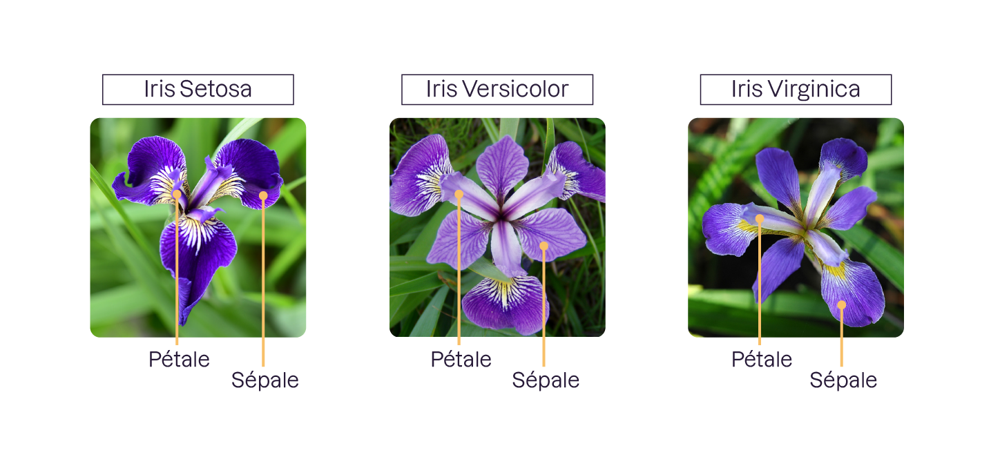 La différence entre sépale et pétale sur trois types d’iris : iris setosa, versicolor, virginica.