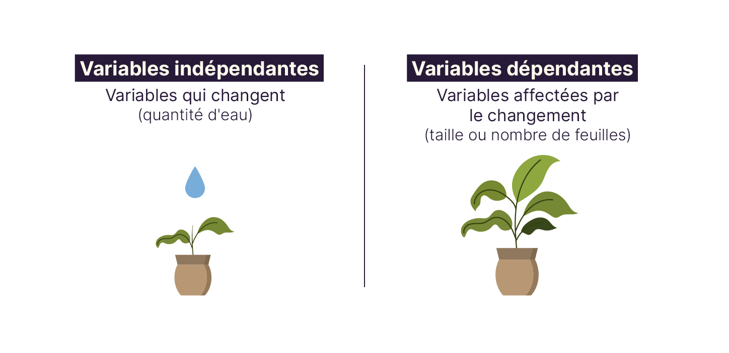 La variable indépendante représente l’eau que l’on utilise pour arroser une plante. La variable dépendante est la taille de la plante qui évolue en fonction de la quantité d’eau qu’on lui donne.