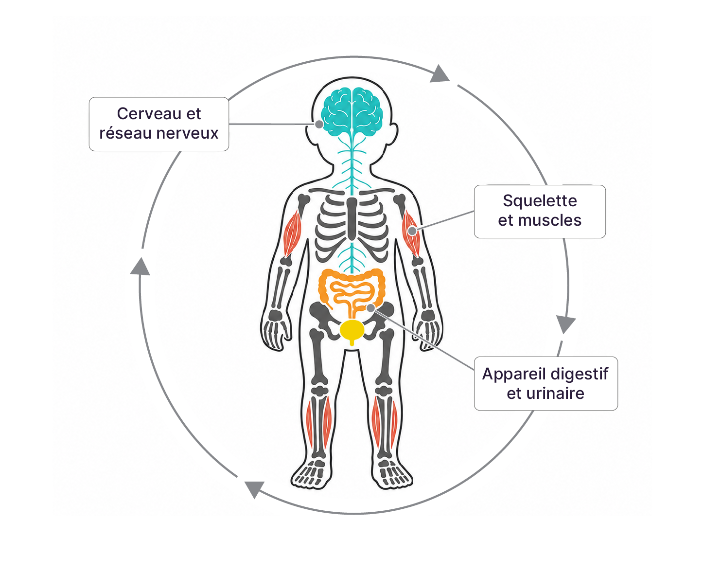 une silhouette de jeune enfant fait apparaître, par des formes simples, les grandes structures du corps : cerveau et réseau nerveux, squelette et muscles, appareils digestif et urinaire.