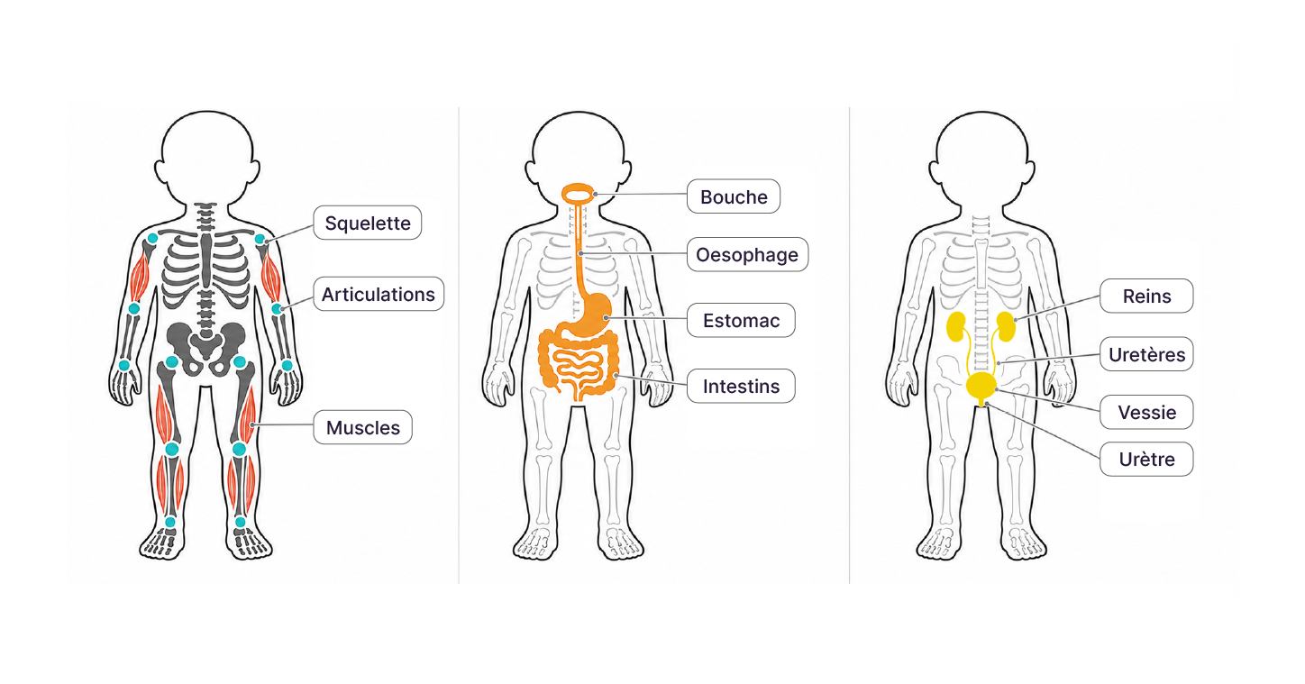 une silhouette d’enfant présente trois vues simplifiées et légendées :  l’appareil locomoteur ;  l’appareil digestif et l’appareil urinaire.