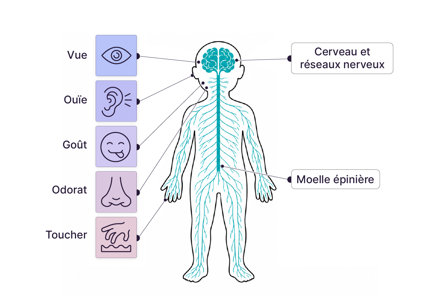 une silhouette d’enfant fait apparaître le cerveau, la moelle épinière et les nerfs. Autour d’elle, des pictogrammes représentent la vue, l’ouïe, le toucher, l’odorat et le goût.